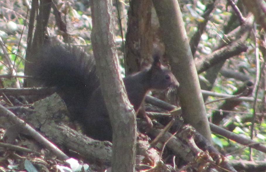 Sciurus vulgaris - Sostegno (BI)